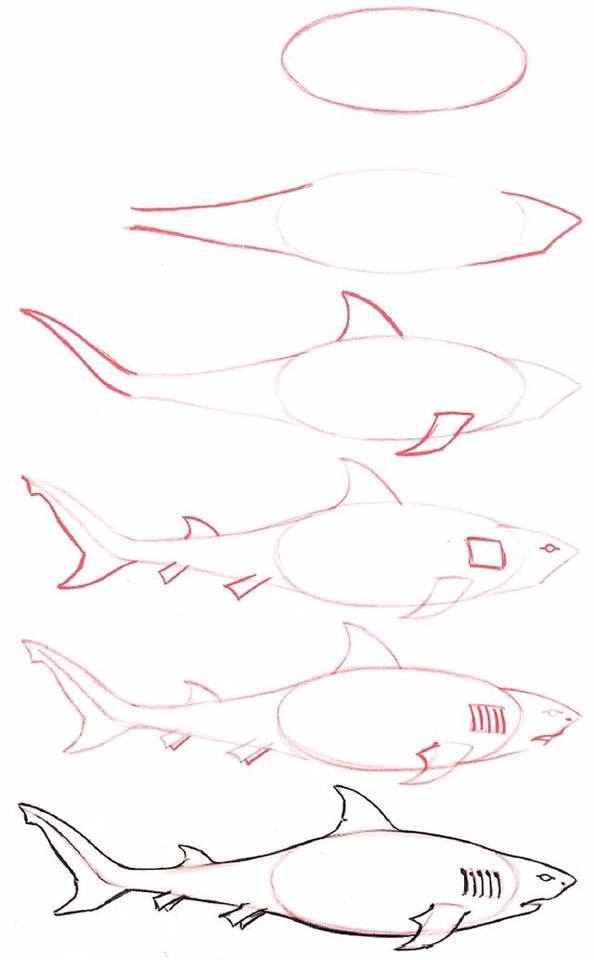 Shark Step by Step Drawing