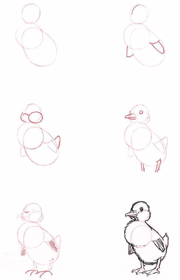 Easy to Draw Chick Tutorial for Kids