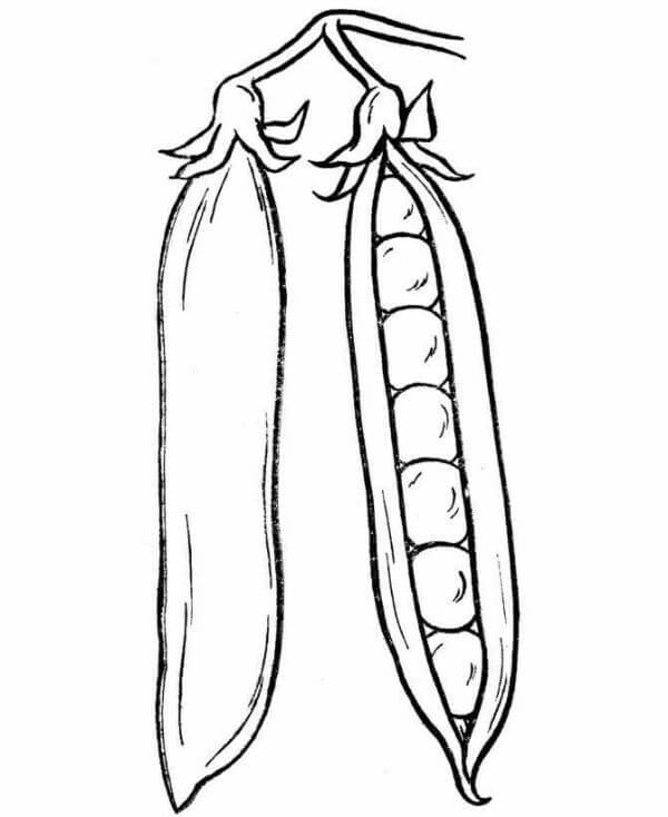 Coloring Pages of Fruits and Vegetables, Free to Print