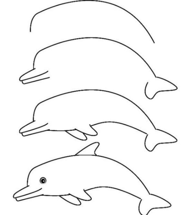 Step by Step Dolphin Drawing