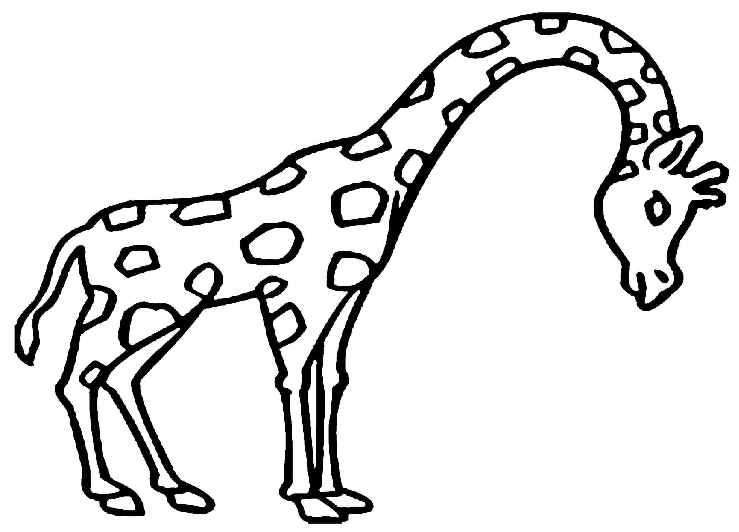 Giraffe of The Savanna