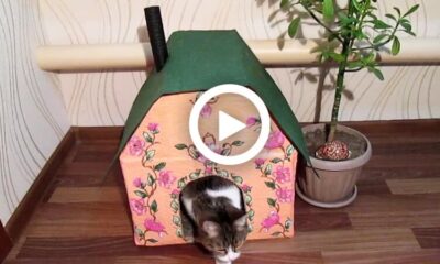 How To Make A Cat Lodging House Yourself At Home