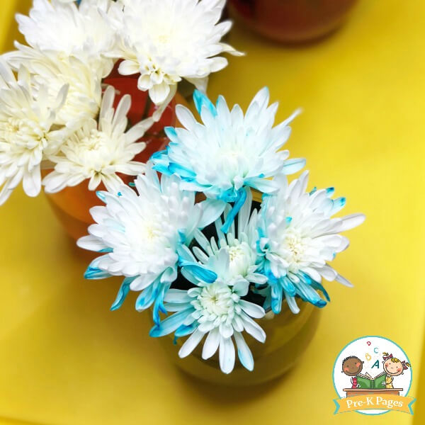 Easy & Beautiful Flower Color Changing Craft Idea For Kids