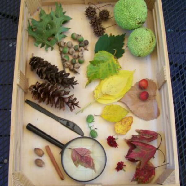 Nature Table Fall Sensory Science Ideas