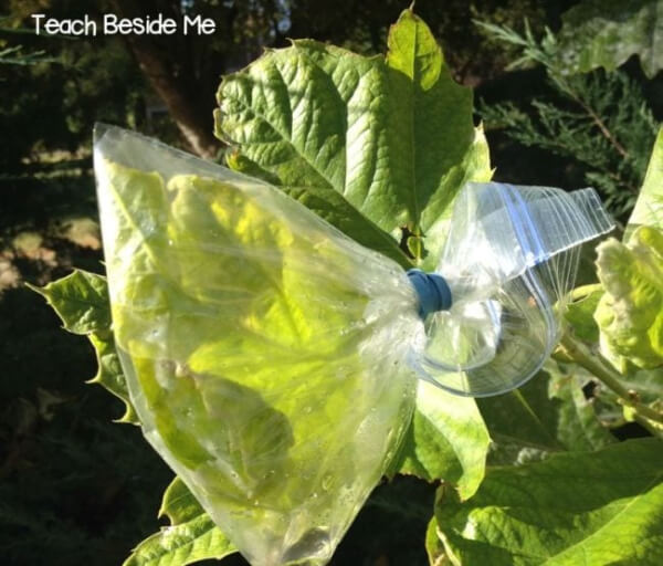 Easy Leaf Transpiration Science Experiment Idea