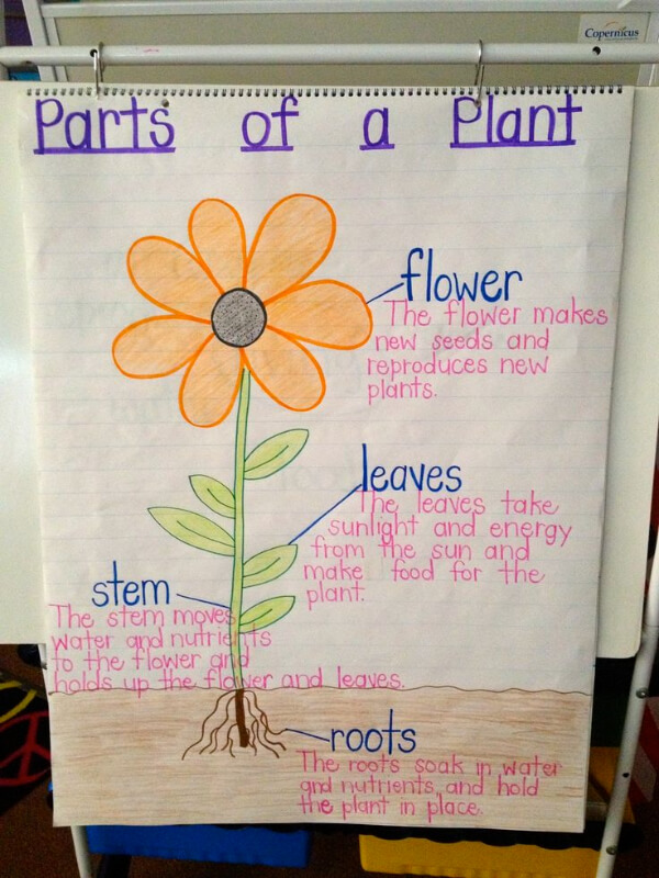 Classroom Anchor Charts for Grade 2 Parts of a Plant
