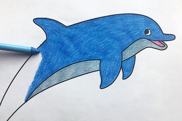 Dolphin Sketch