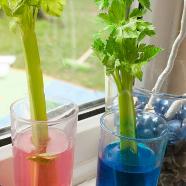 Edible Science Experiments For Kids  Chemistry Experiment With Plants