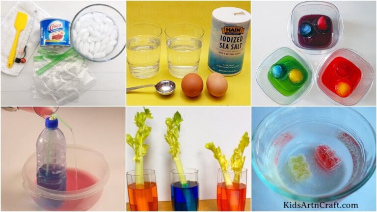 1st Grade Science Projects for School - Kids Art & Craft