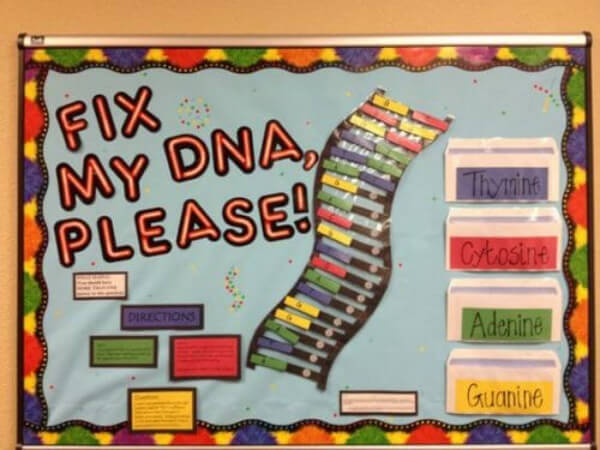 Interactive DNA Structure Bulletin Board Idea Science Bulletin Boards & Classroom Decor Ideas