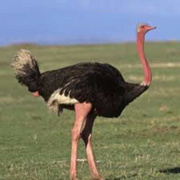Facts about Ostriches for Kids- Keeping Kids Busy with Ostriches 