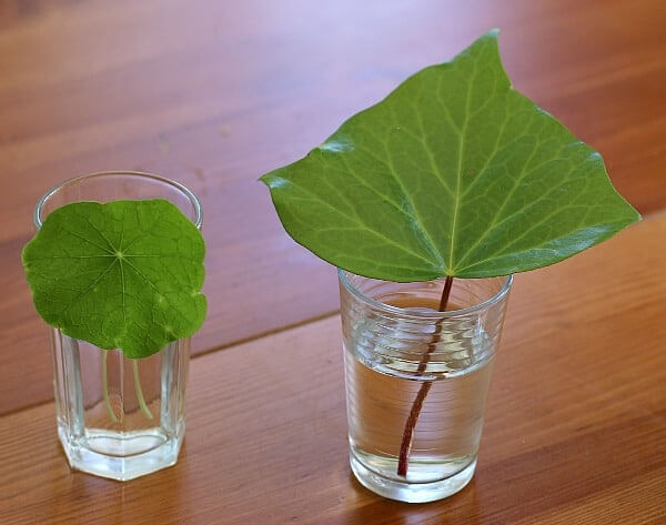 Science Projects for 2nd Grade How Water Travels Through Leaves Simple Science Activities For 2nd Grade