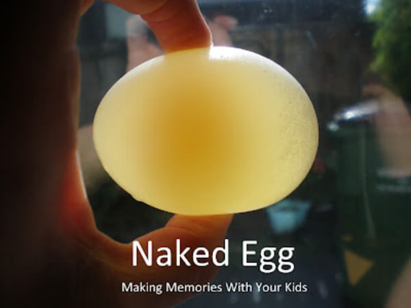 Naked Egg Science Experiments At Home