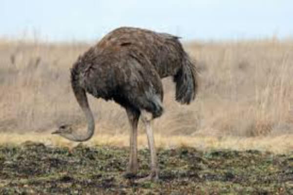 Ostrich Activities For Kids- Ways to Enjoy Ostriches with Kids 