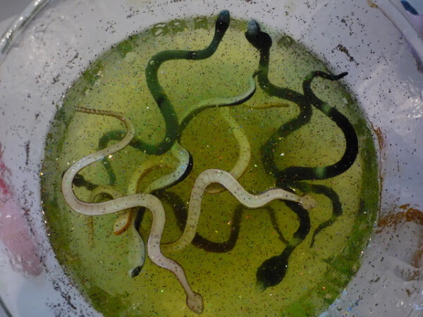 Snake Play In Jelly