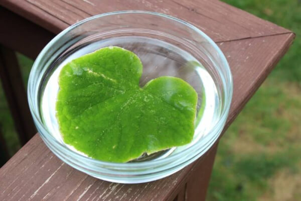 Simple Science Experiment for Kids: How Do Leaves Breathe?