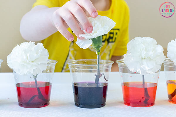 Easy Color Changing Flowers Science Activities For Kids