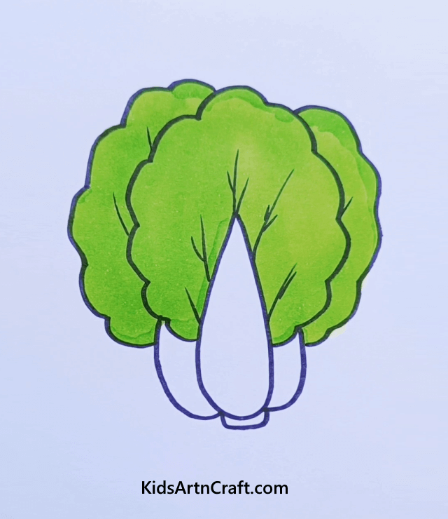 Easy Fruits & Vegetables Drawings Draw a Nappa Cabbage