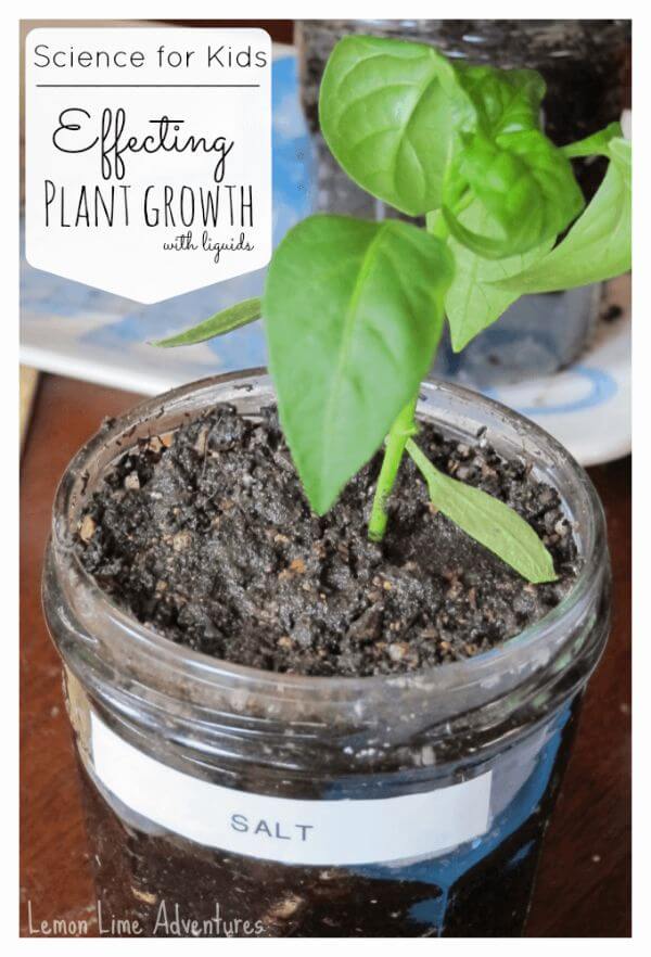Effecting Plant Growth Experiment For Kids