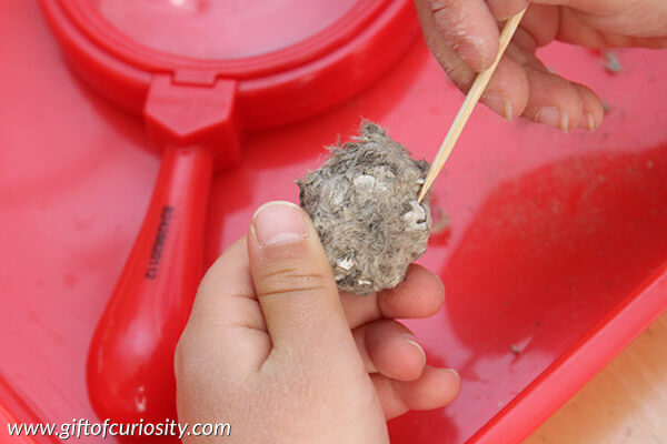 How To Dissect an owl pellet Science Experiments & Activities for 6th Grade