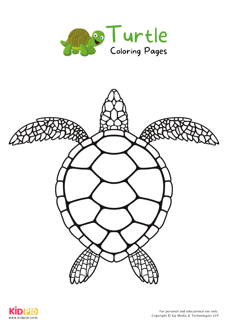Turtle Coloring Pages For Kids – Free Printables   Kids Art & Craft