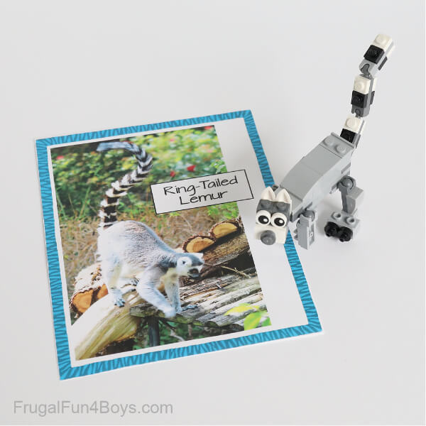Animal Photo Card  Activity For 8-Years-Olds