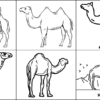 Camel Coloring Pages for Kids – Free Printables