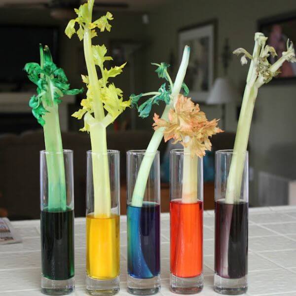 Teach Kids With These Fun Activities Celery Color Absorbing Experiment For School