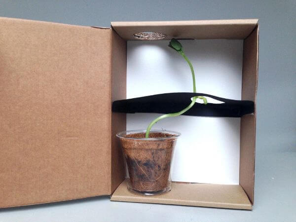 DIY  Plant Light   Science Project Experiment For 8th Grade