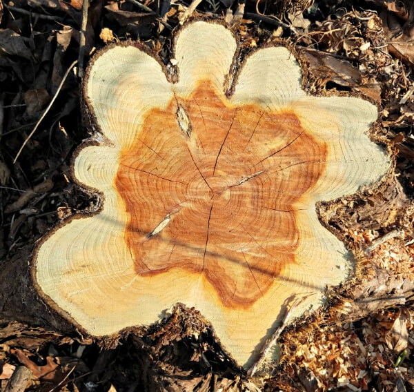 Easy Tree Rings and Dendrochronology Activity