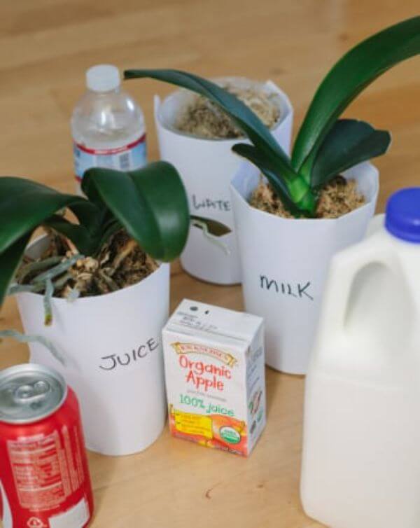 Feeding Plants Science Experiment and Activity Project for 2nd grade 
