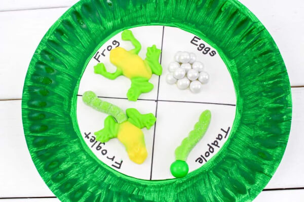 Paper Plat Frog Life Cycle Science For Kids