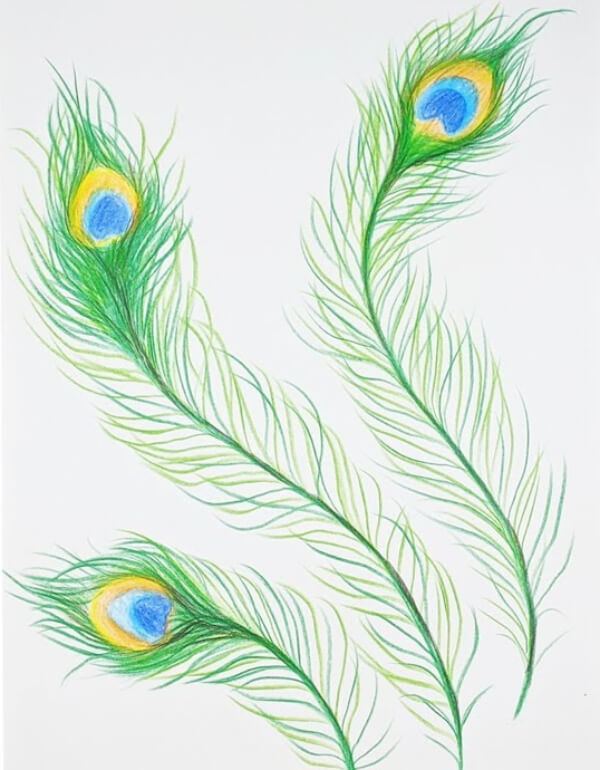 How To Draw Peacock Feathers Art For Kids