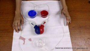 Heart & Circulatory System Biology Activities for Kids - Kids Art & Craft