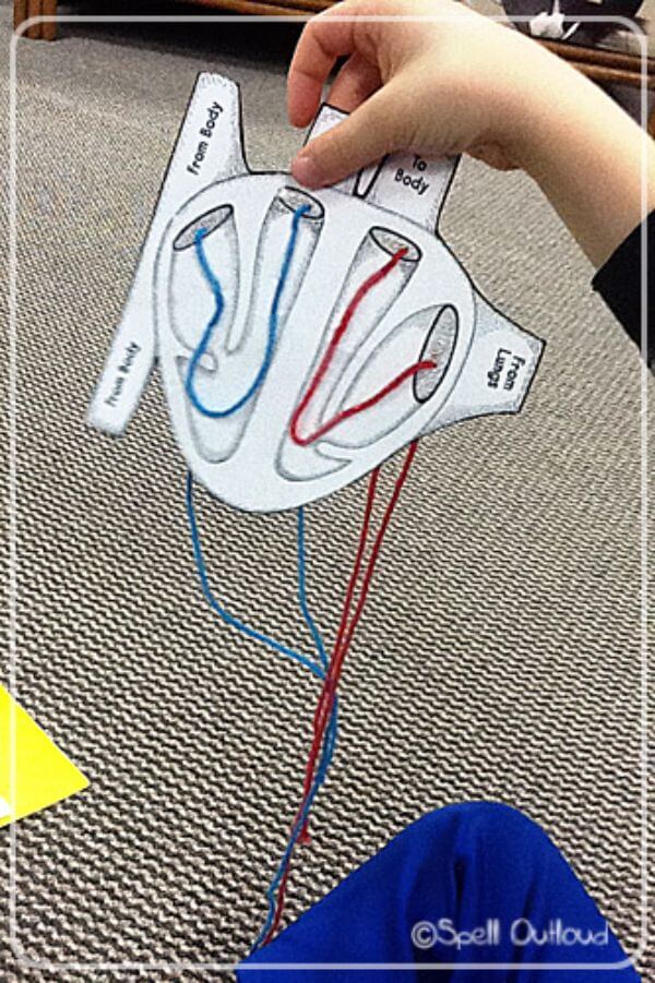 Circulatory System Biology Activities for Kids Human Body Learning About The Heart