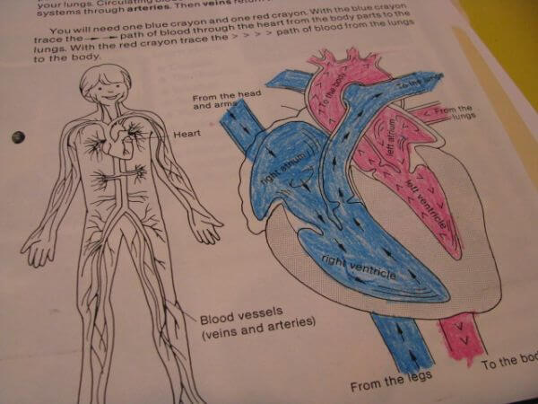 Heart and Circulatory System Biology Human Body System Worksheets Activity for kids
