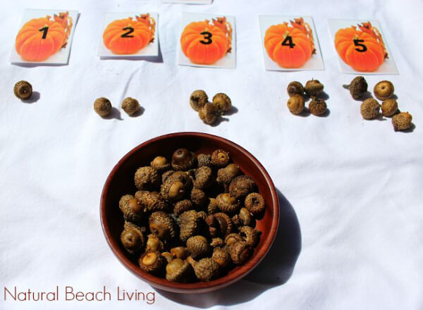 Montessori Math Learning Activities with Pumpkins and Acorns