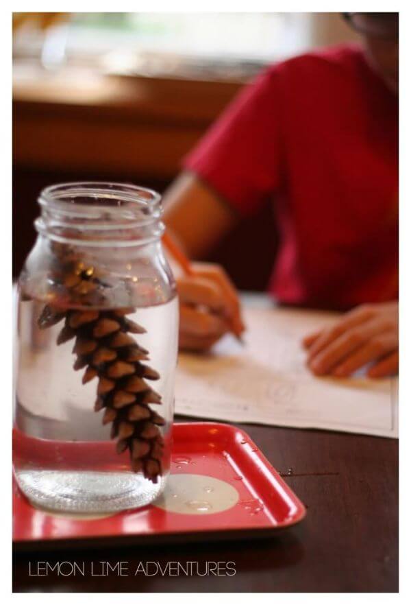 Pine Cone Science Experiment Project for Kids