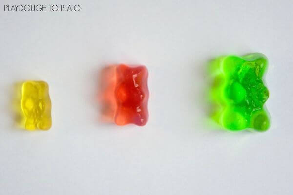 Simple Gummy Bear halloween Science Experiment for kids
