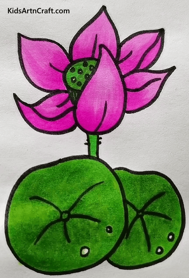 Easy Floral Drawings For Beginners To Draw Attractive Water Lilies