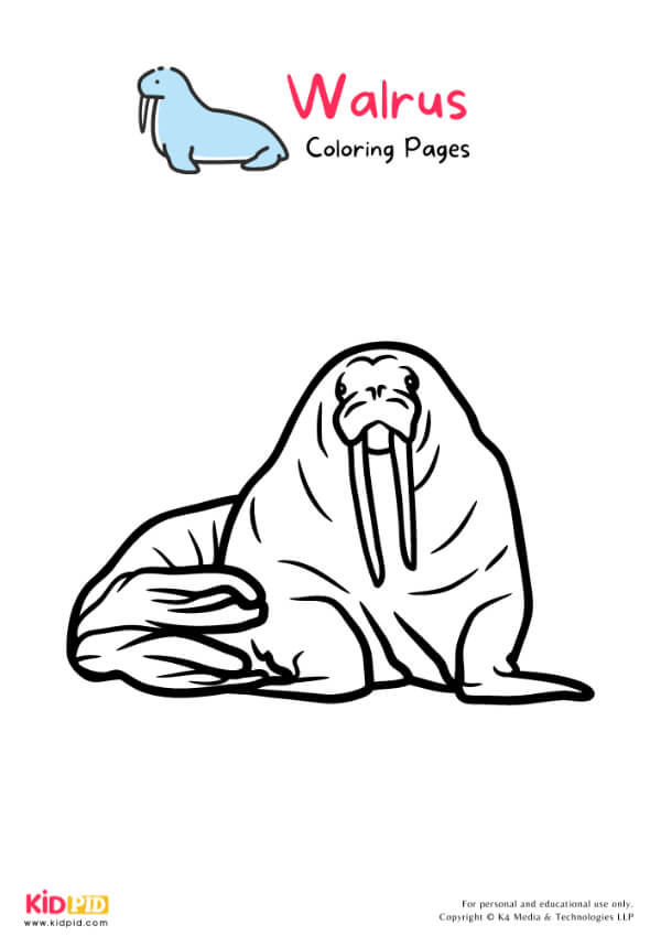 Walrus Coloring Pages For Kids – Free Printables 10