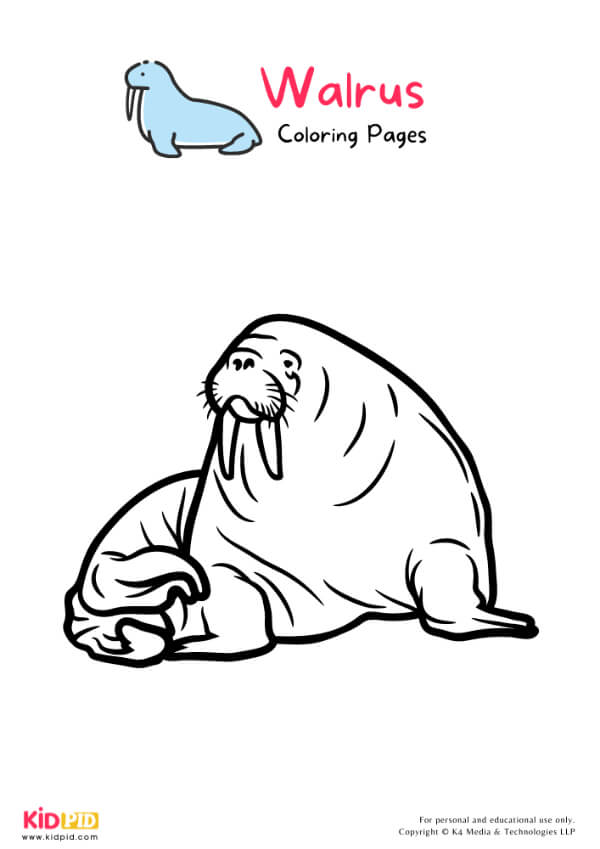 Walrus Coloring Pages For Kids – Free Printables 15