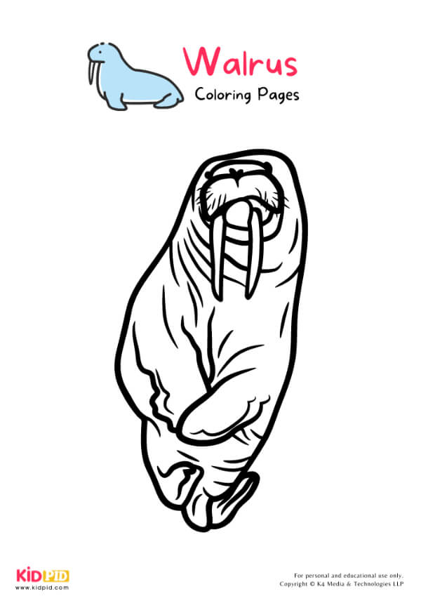 Walrus Coloring Pages For Kids – Free Printables 16