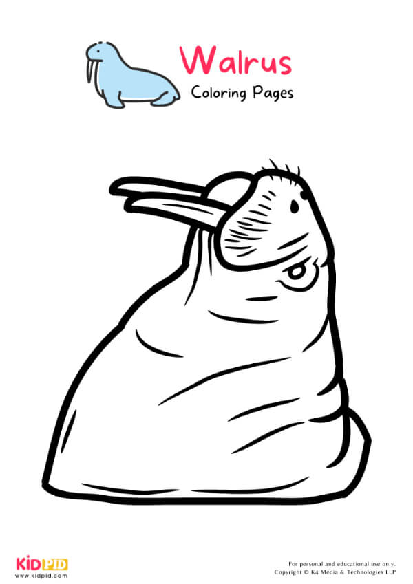 Walrus Coloring Pages For Kids – Free Printables 18