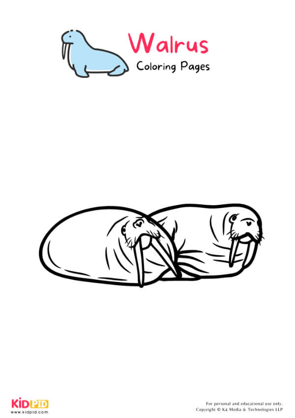 Walrus Coloring Pages For Kids – Free Printables 19