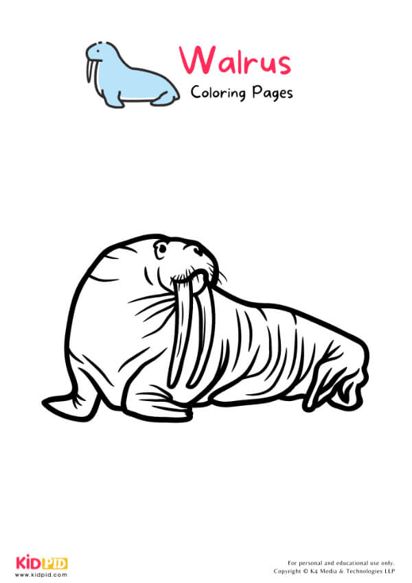 Walrus Coloring Pages For Kids – Free Printables 5