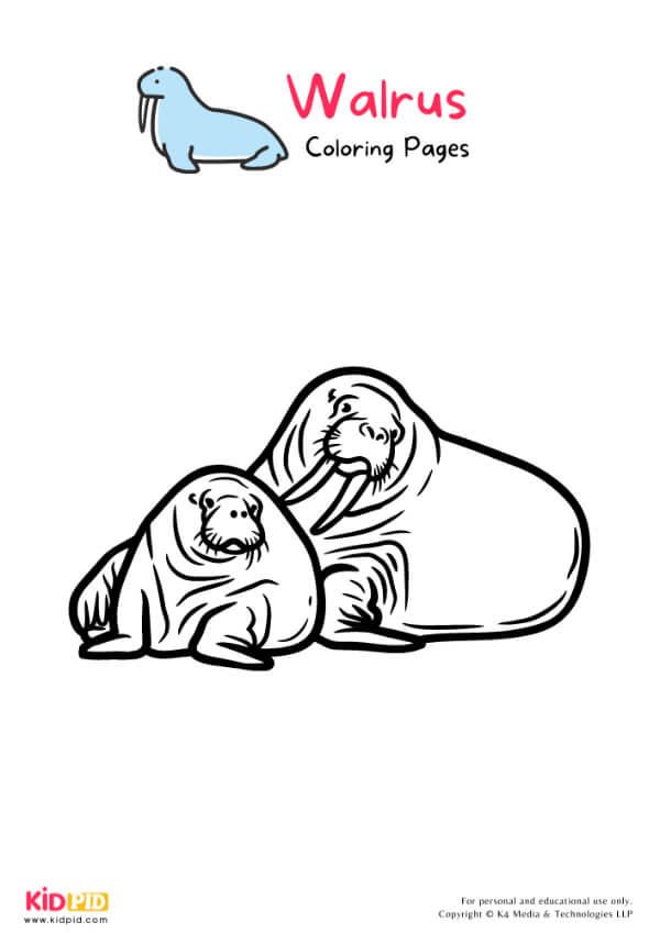 Walrus Coloring Pages For Kids – Free Printables 7