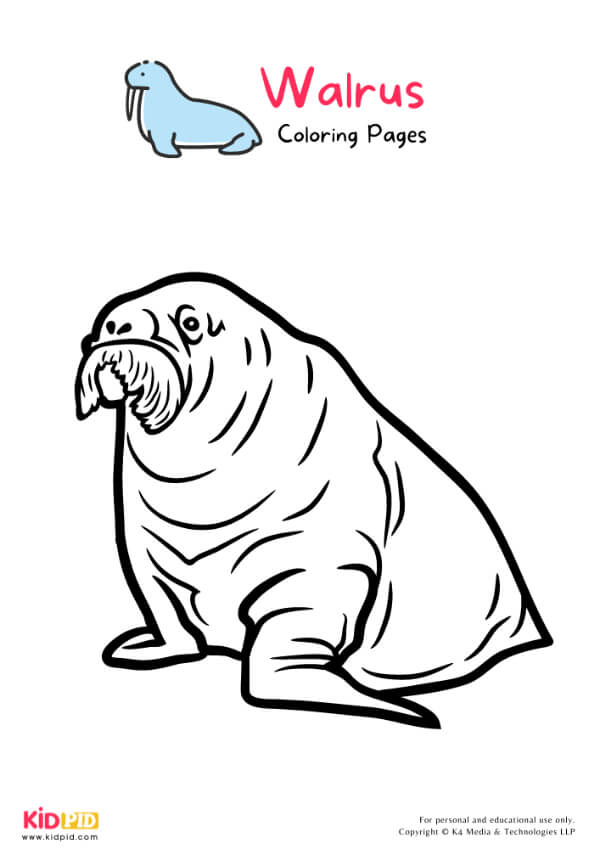 Walrus Coloring Pages For Kids – Free Printables 9