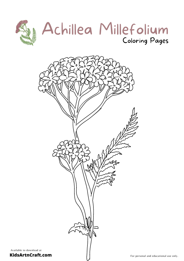 Achillea Millefolium Coloring Pages For Kids – Free Printables