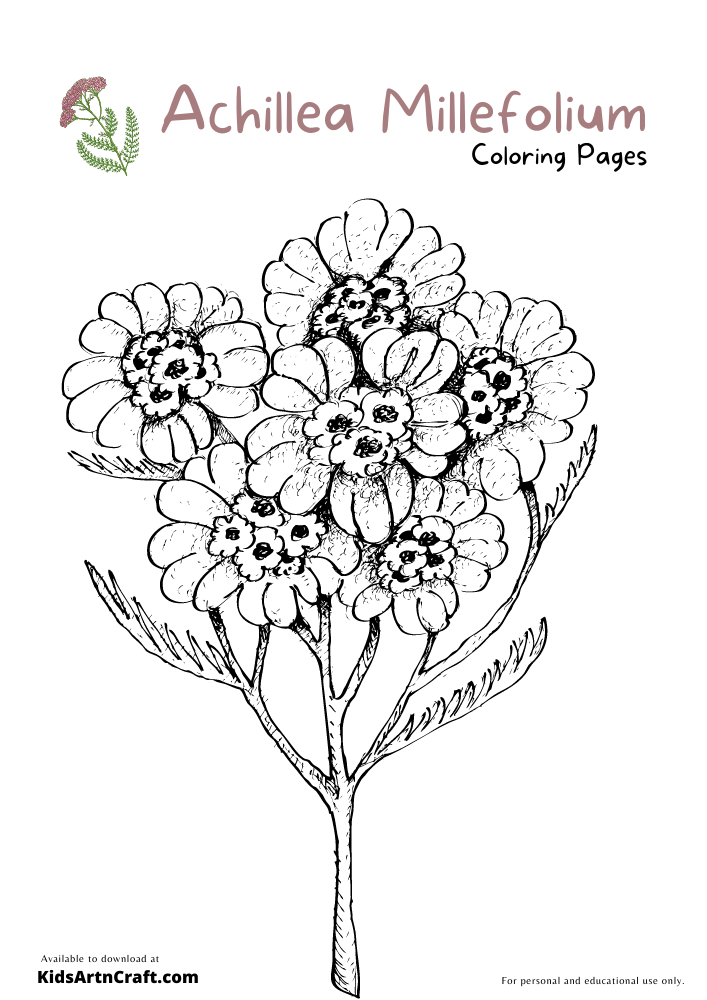 Achillea Millefolium Coloring Pages For Kids – Free Printables